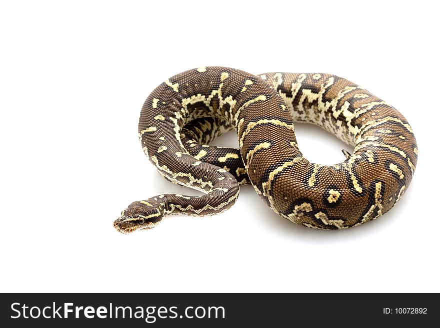 Angolan python (Python anchietae) isolated on white background.