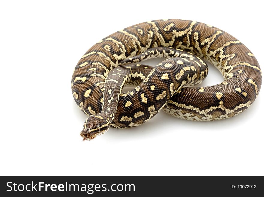 Angolan python (Python anchietae) isolated on white background.