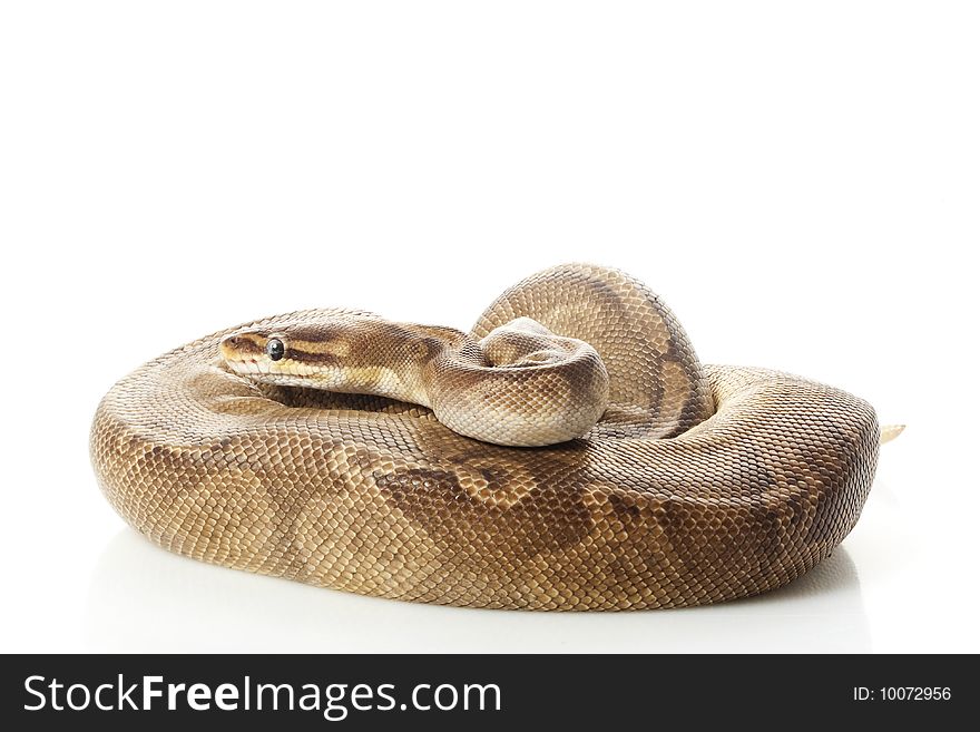 Sunset ball python (Python regius) isolated on white background.