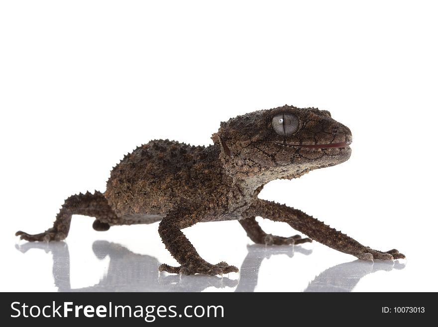 Prickly Rough Knob-tailed Gecko (Nephrurus asper) isolated on white background.