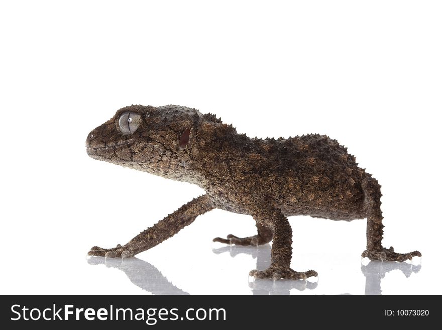 Prickly Rough Knob-tailed Gecko (Nephrurus asper) isolated on white background.