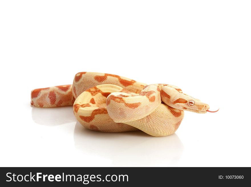 Sunglow Columbian Red-tailed Boa (B. c. constrictor) isolated on white background.