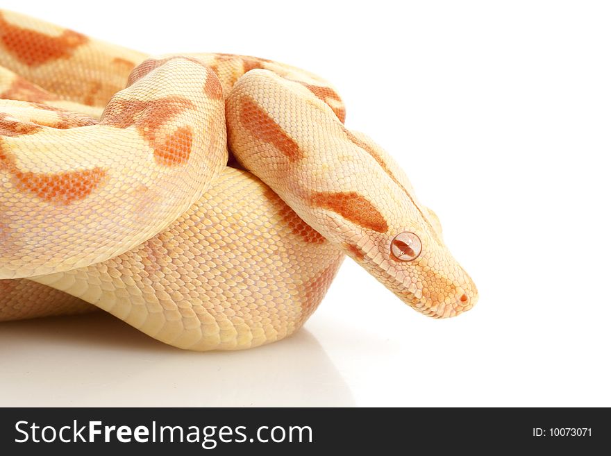 Sunglow Columbian Red-tailed Boa (B. c. constrictor) isolated on white background.