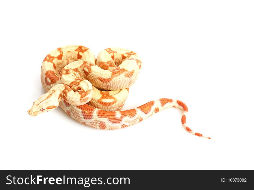 Sunglow Columbian Red-tailed Boa (B. c. constrictor) isolated on white background.