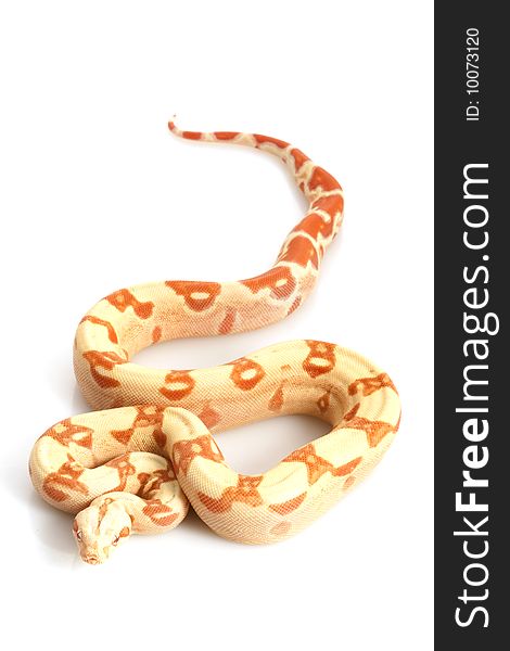 Sunglow Columbian Red-tailed Boa (B. c. constrictor) isolated on white background.