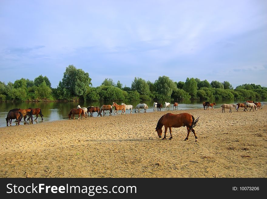 Herd of horses at the river under the dark blue sky. Herd of horses at the river under the dark blue sky
