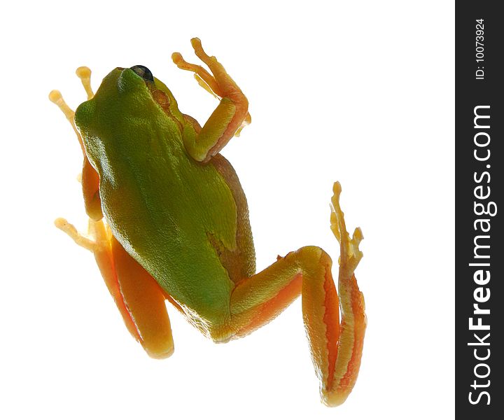 Beautiful wood frog isolated on  light background in studio