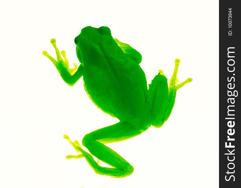 Beautiful wood frog isolated on  light background in studio