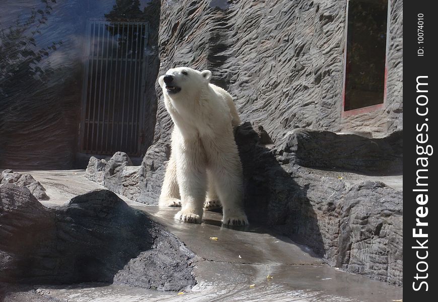 Ice bear in Prague zoo.