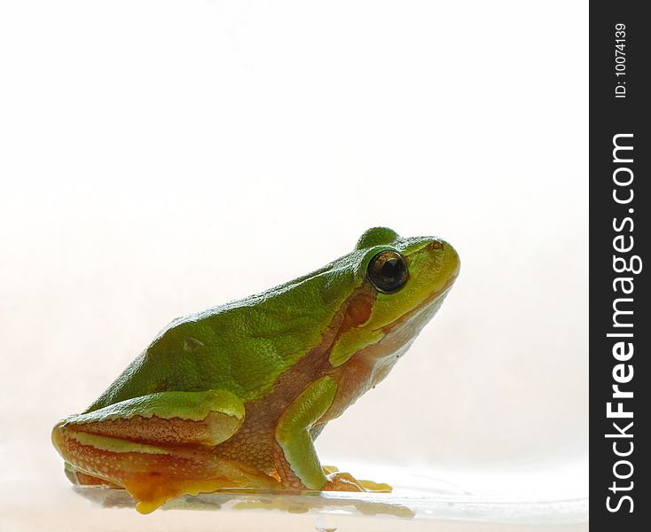 Beautiful wood frog isolated on  light background in studio