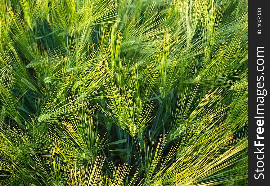 Green wheat in gold beams of the sun