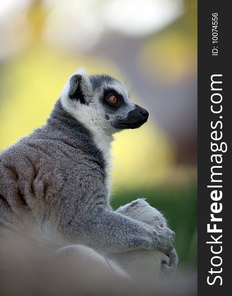 Ring-tailed lemur catta in bioparc in Valencia, Spain