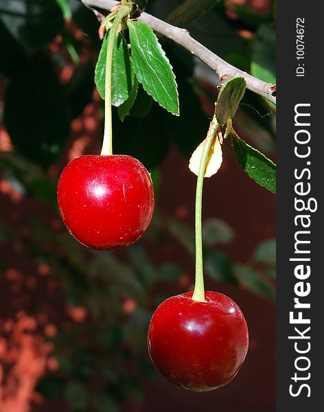 Cherry on Branch of Tree