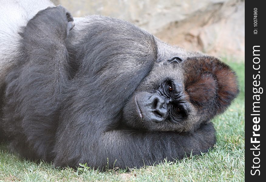 Male of gorilla in bioparc in Valencia, Spain