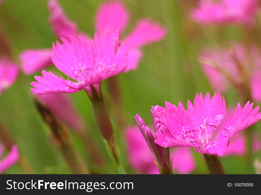 Pink flowers of carnation in a garde.