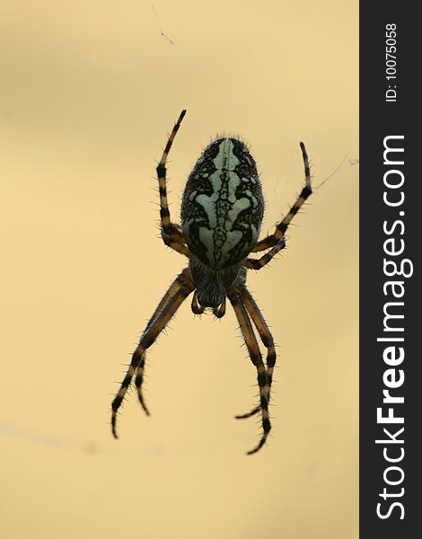 A close-up of Oak Spider (Aculepeira ceropegia).