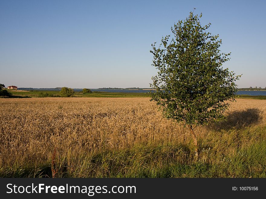 Alone Tree In The Field