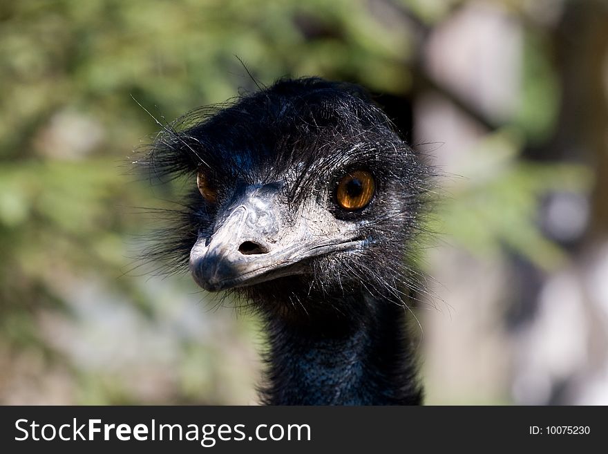 Head portrait of farmed ostrich, curiously looking at the photographer. Head portrait of farmed ostrich, curiously looking at the photographer.