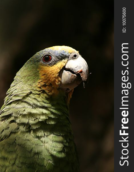 A green parrot in South America