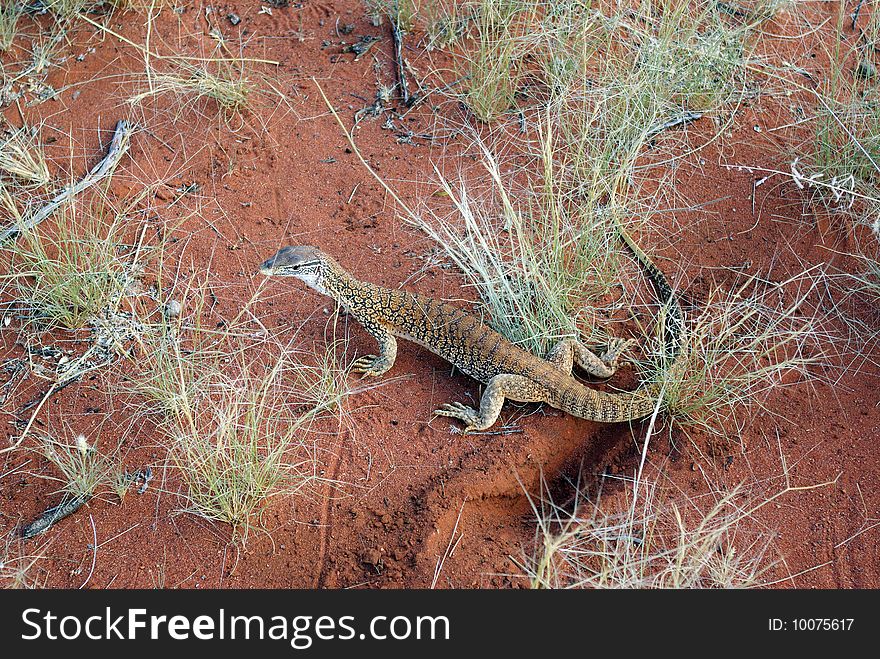 Gold Iguana - an animal of Australian desert. Gold Iguana - an animal of Australian desert.