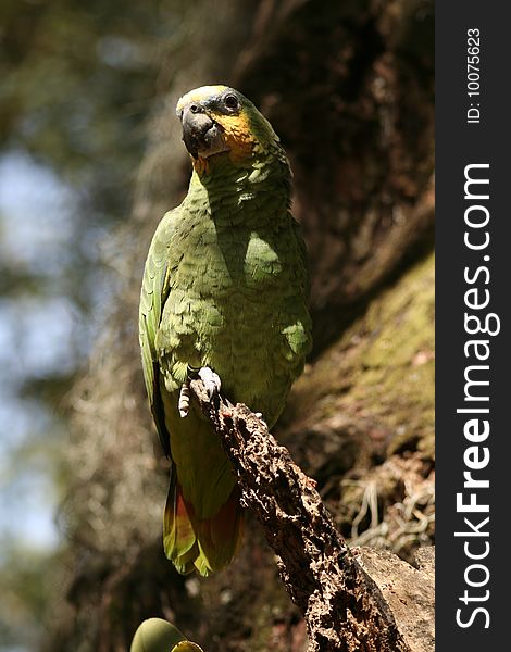 A green parrot in South America