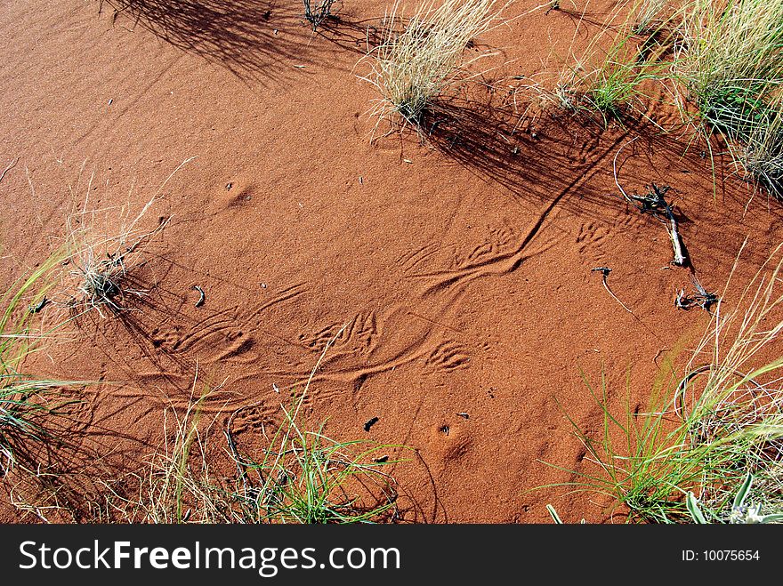Furrows of Gold Iguana in Australian desert. Furrows of Gold Iguana in Australian desert.