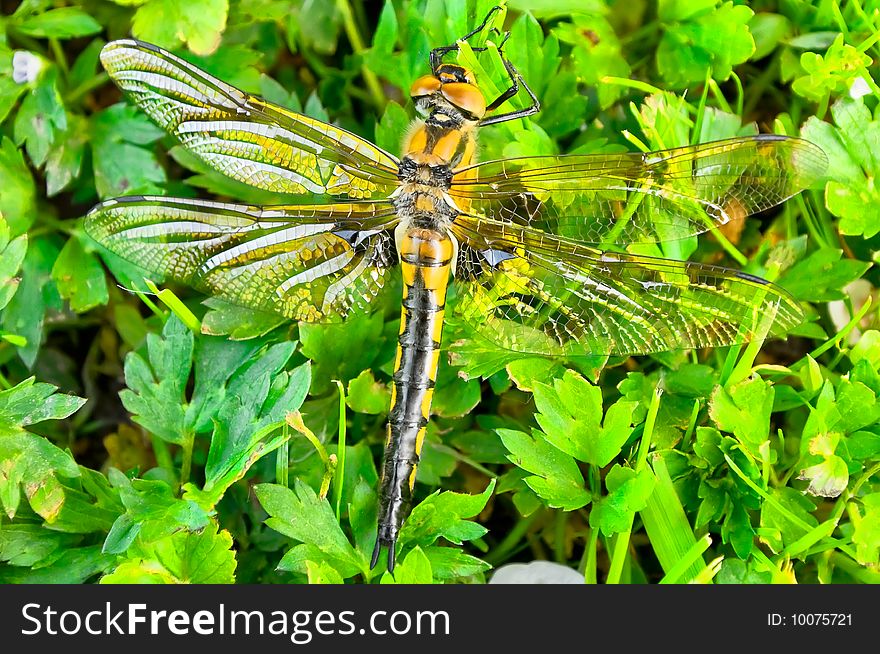 The big beautiful dragonfly sitting on a meadow of a green herb