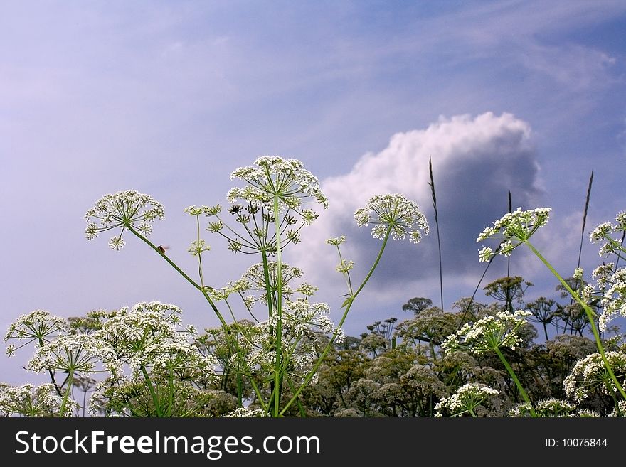 Beautiful wild flowers on a background of the sky