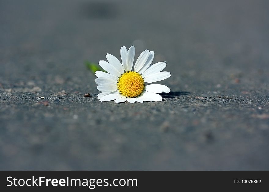 Closed up camomile on asphalt