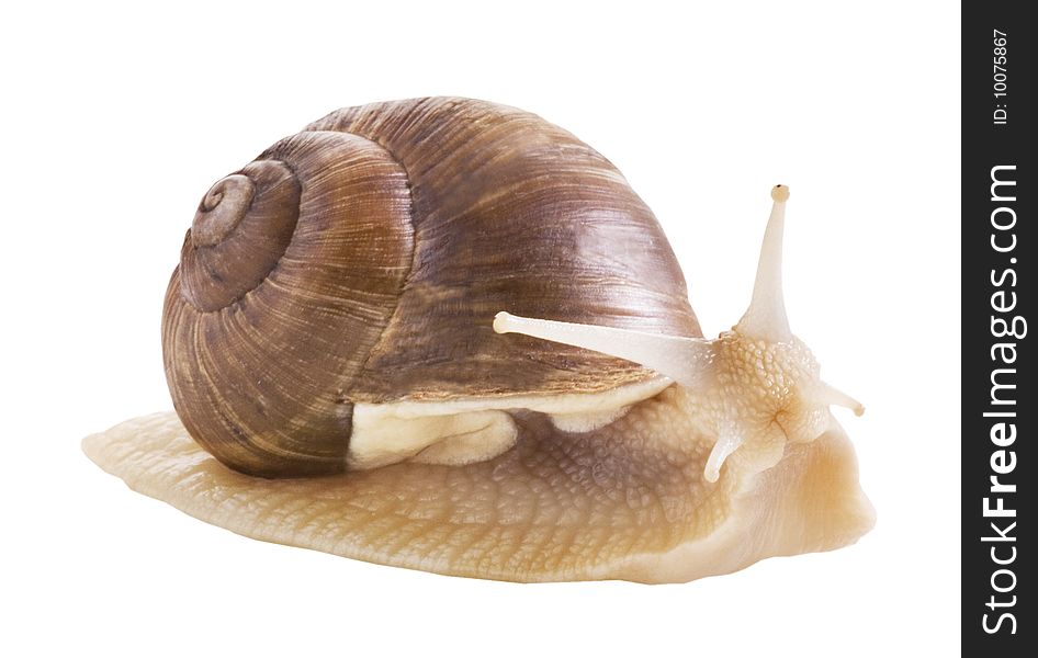 Edible snail on a white background
