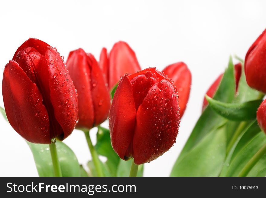 Wet red tulips with water droplets and white background. Wet red tulips with water droplets and white background