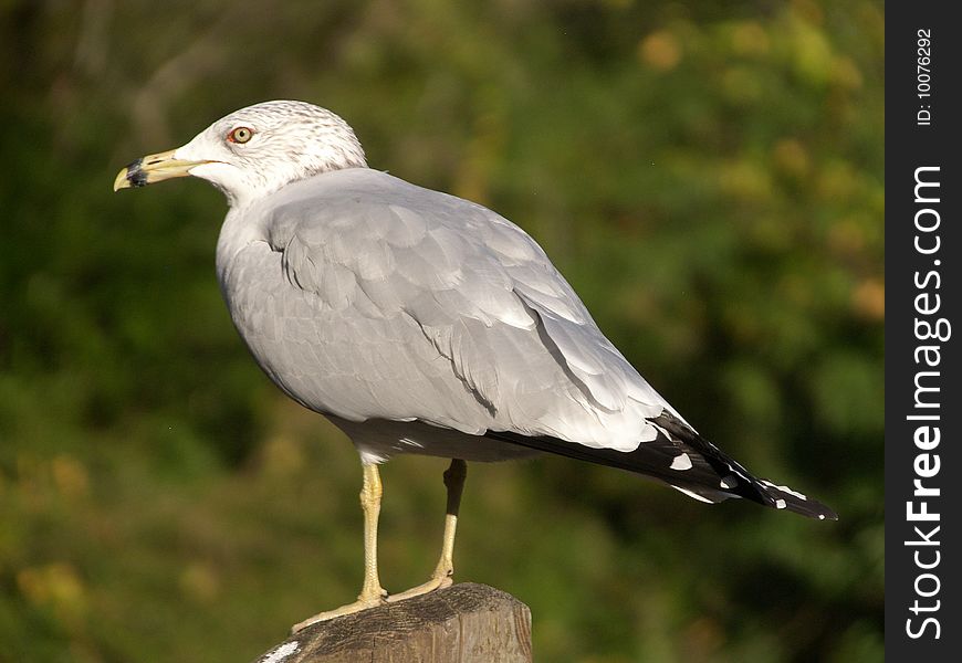 Seagull Posing