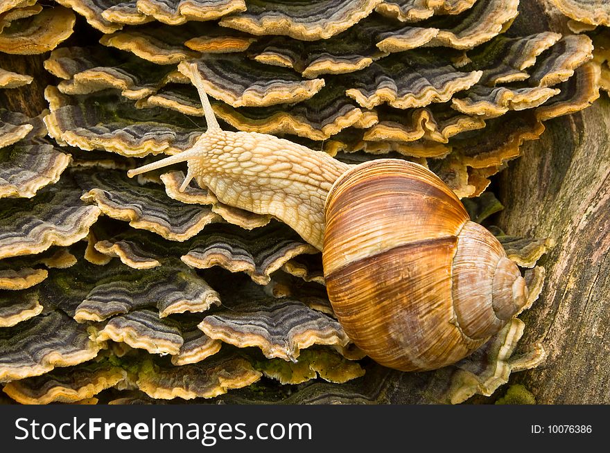 Large snail with short moustaches slowly creeping on wood mushrooms