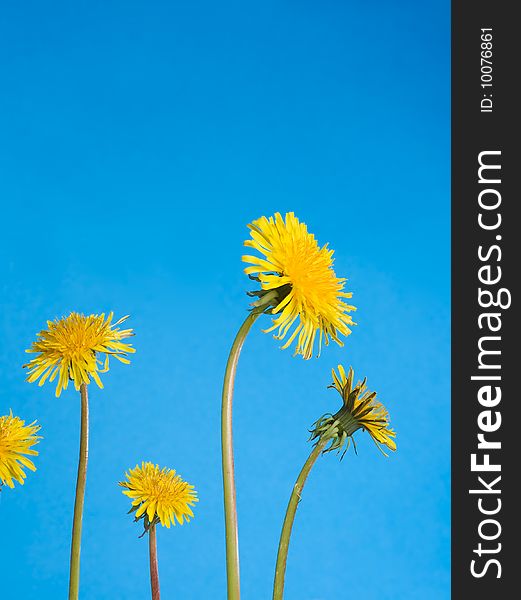 Dandelions against a blue sky