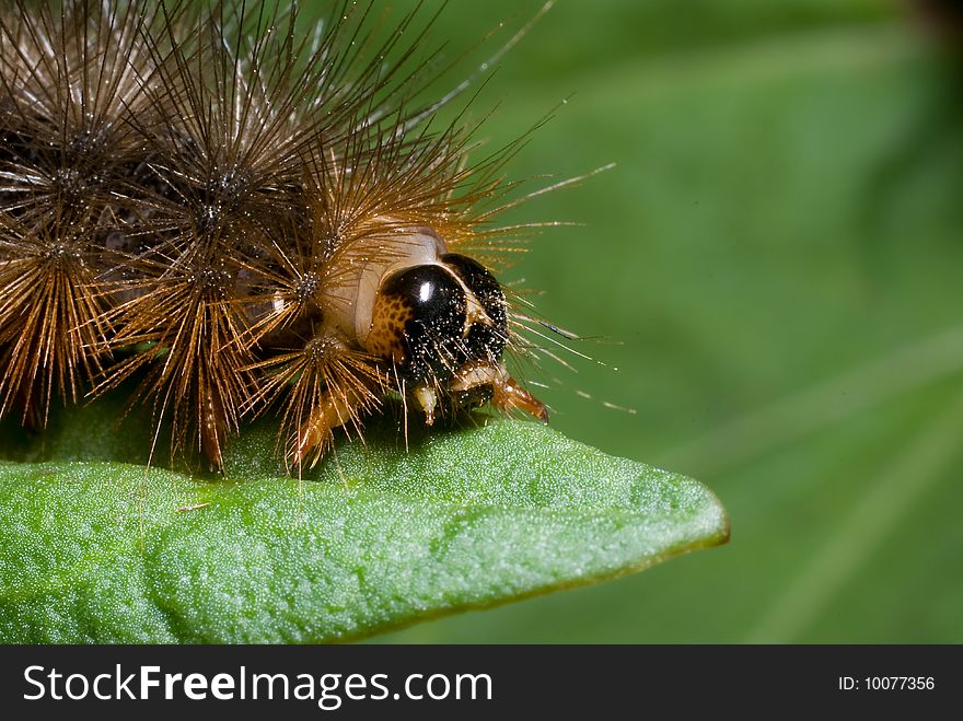 This is a photo of a caterpillar on some sort of broad leaf weed. This caterpillar is a member of the insect family Lymantridae. This is a photo of a caterpillar on some sort of broad leaf weed. This caterpillar is a member of the insect family Lymantridae.