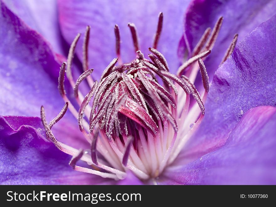 Clematis Flower Close Up