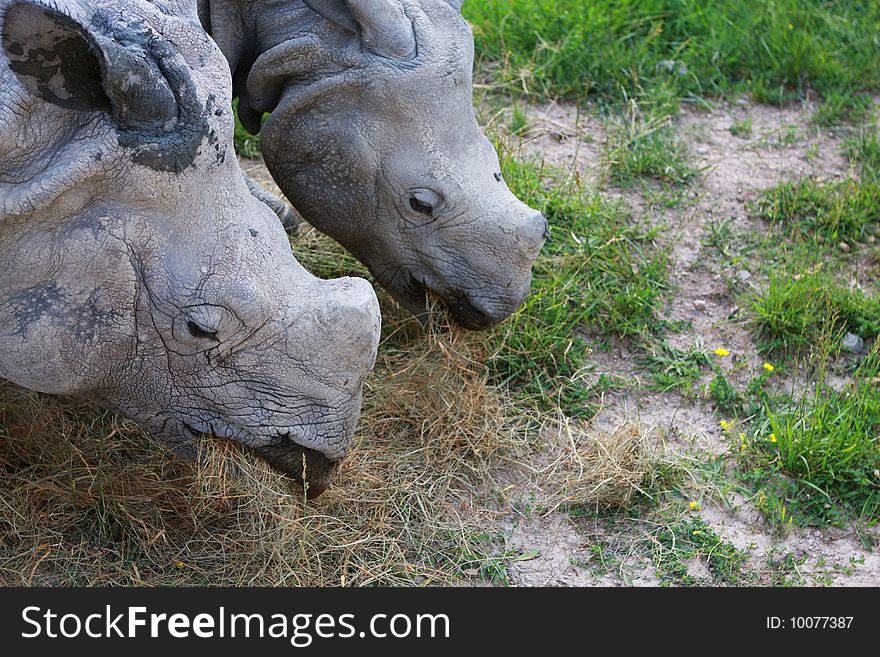Two wild rhinos are eating. Two wild rhinos are eating