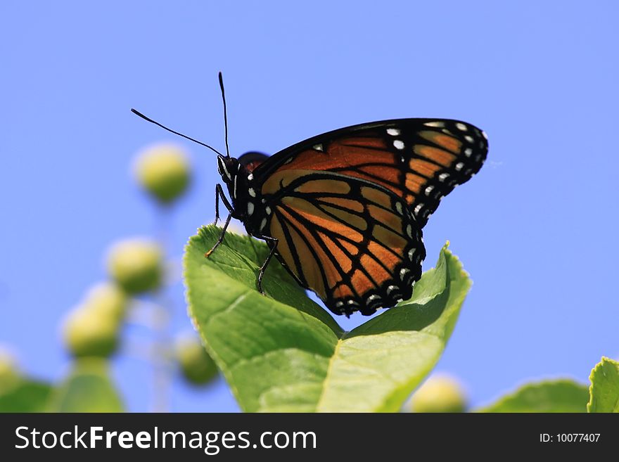 Viceroy Butterfly in front of blue sky background.