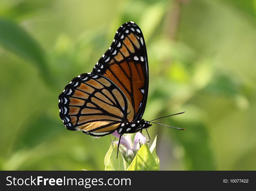 Viceroy Butterfly feeding on a flower.