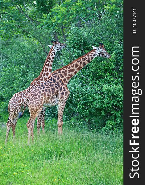 Two giraffes are eating leaves