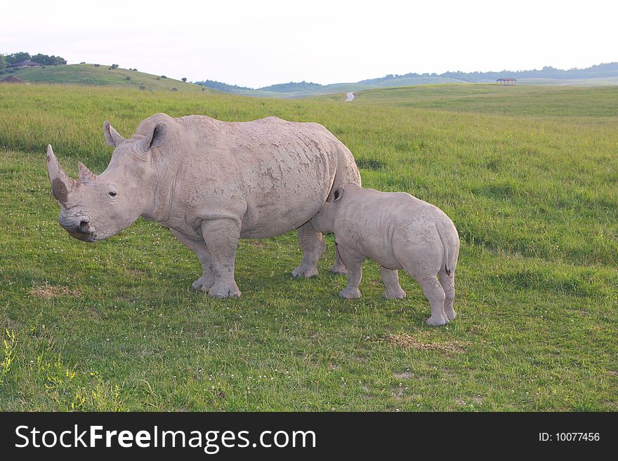 A mother rhino with its baby