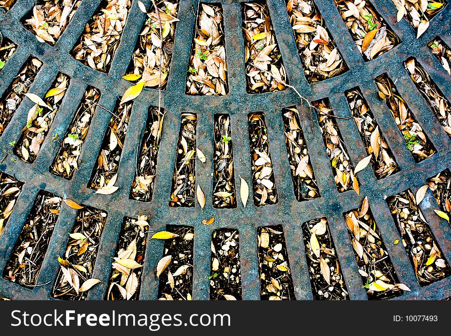 Autmn leaves on metal grate. Autmn leaves on metal grate