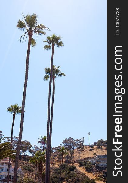 Palm trees in Catalina Island area