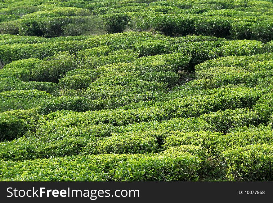 Closer view of top surface of tea plants. Closer view of top surface of tea plants