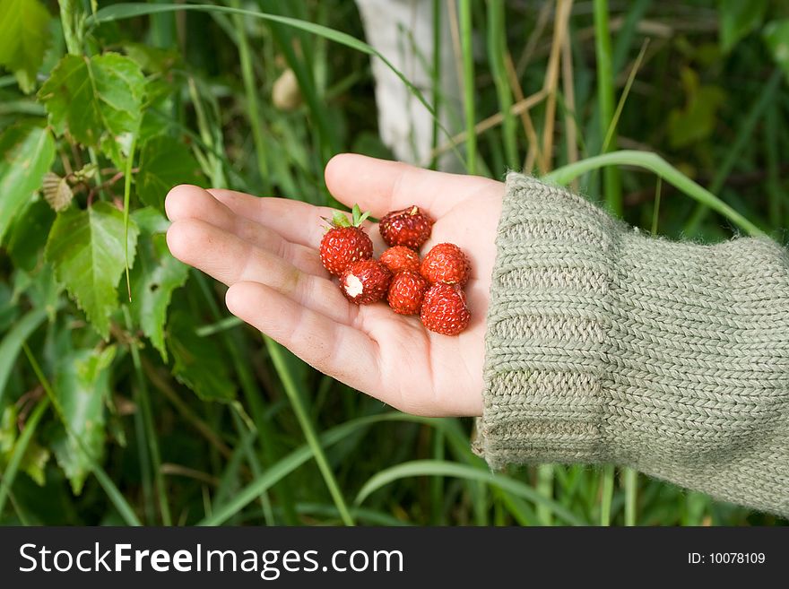 Ripe berries of wild strawberry on a hand of the child collected in the summer in a wood