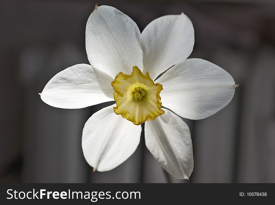 White narcissus with yellow center close up. White narcissus with yellow center close up
