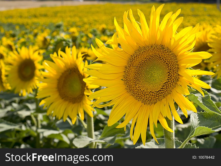 Large crop of sunflowers with particular