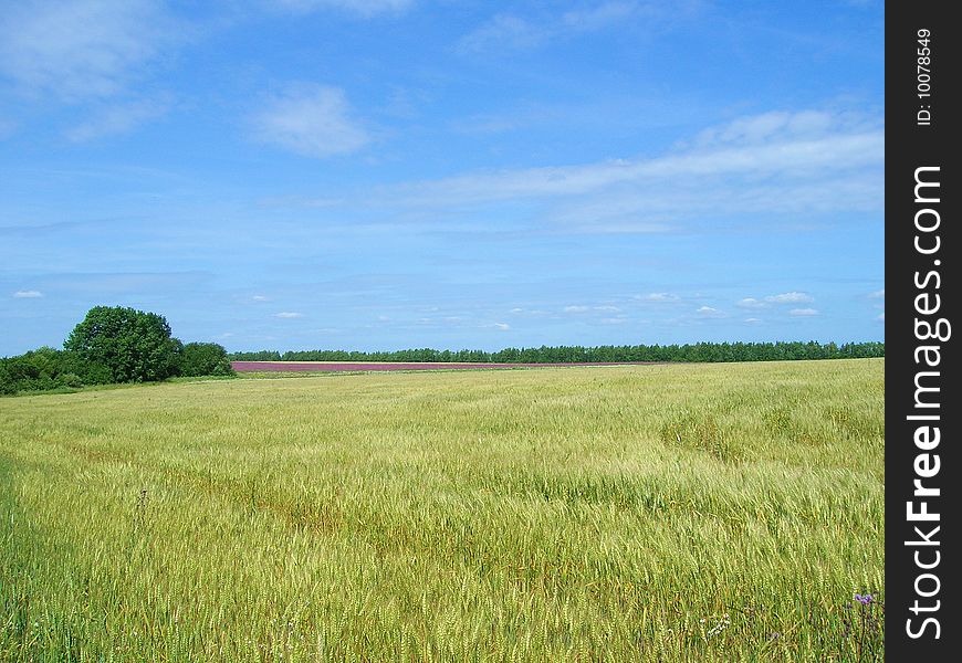 Wheat field ,rural landscape,ears.