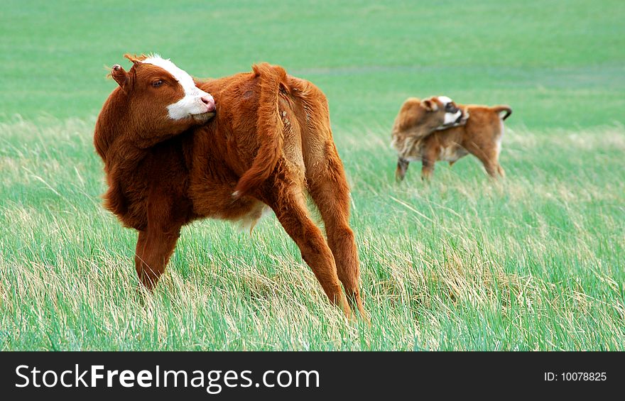 Cow grazing on green field.