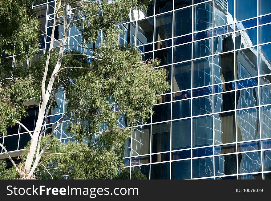 Detail of one office building reflected in another with an eucalyptus tree in the foreground